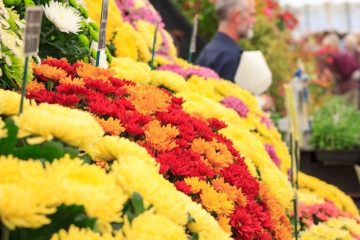 Enjoy Taunton Flower Show for free!