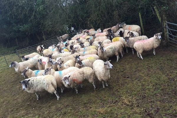 Stolen sheep seized by police
