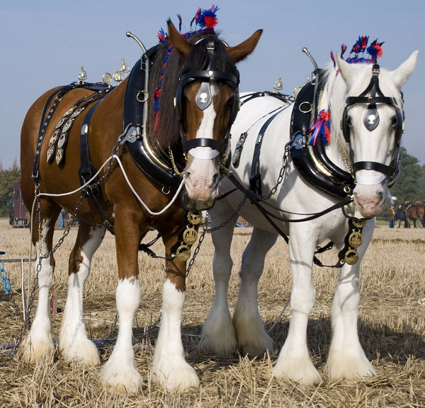 Somerset to host British Ploughing Championships