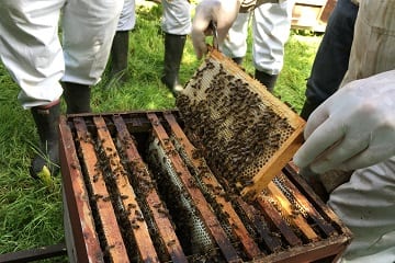Beekeeping taster session to be held