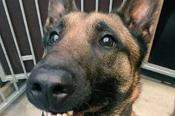 Police dogs need your help to train