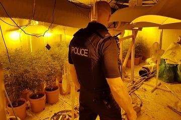 Cannabis plants worth £65,000 found